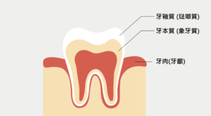 牙齒構造